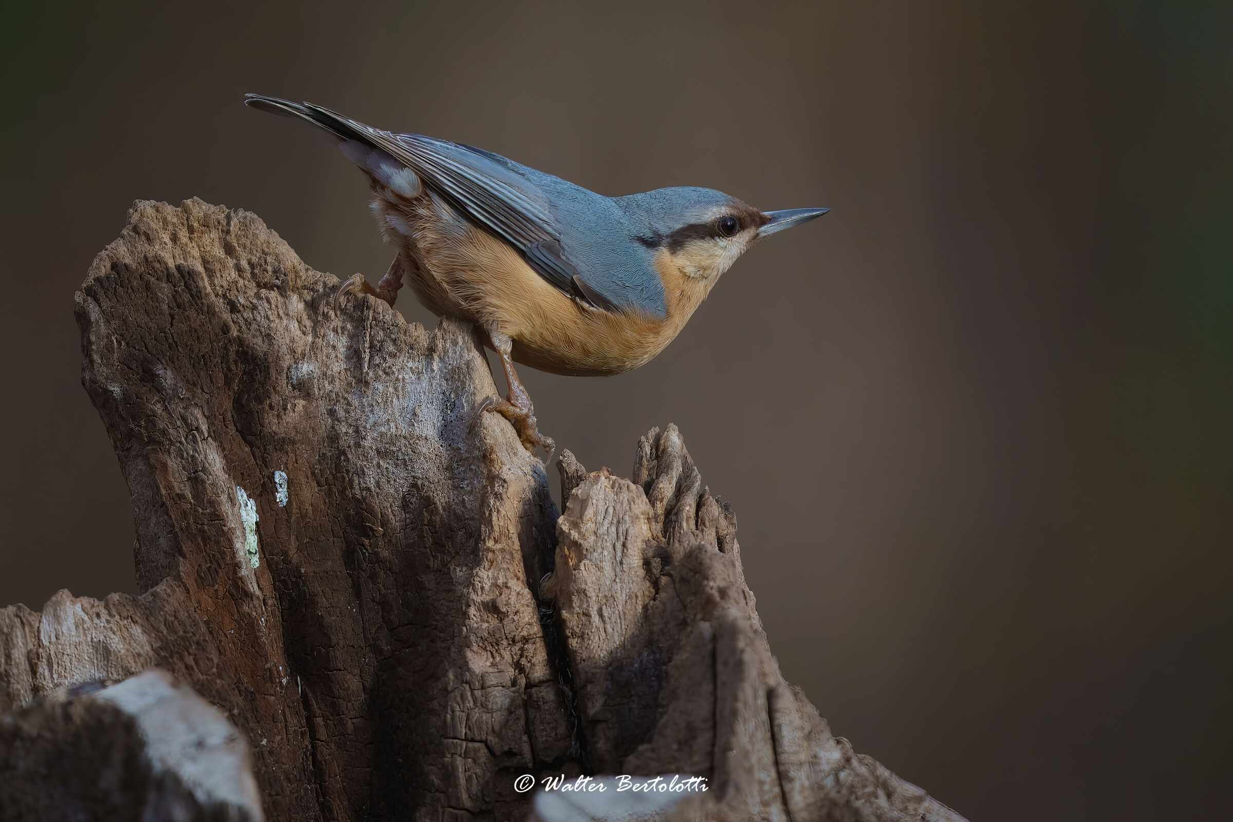 classico stile muratore