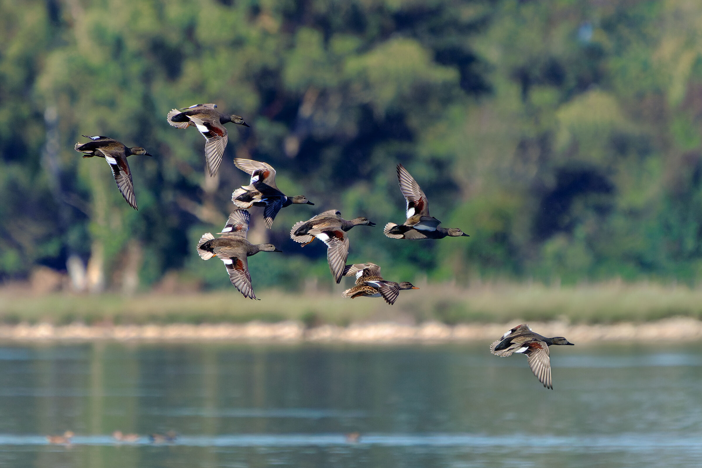 Canapiglie in volo di corteggiamento autunnale