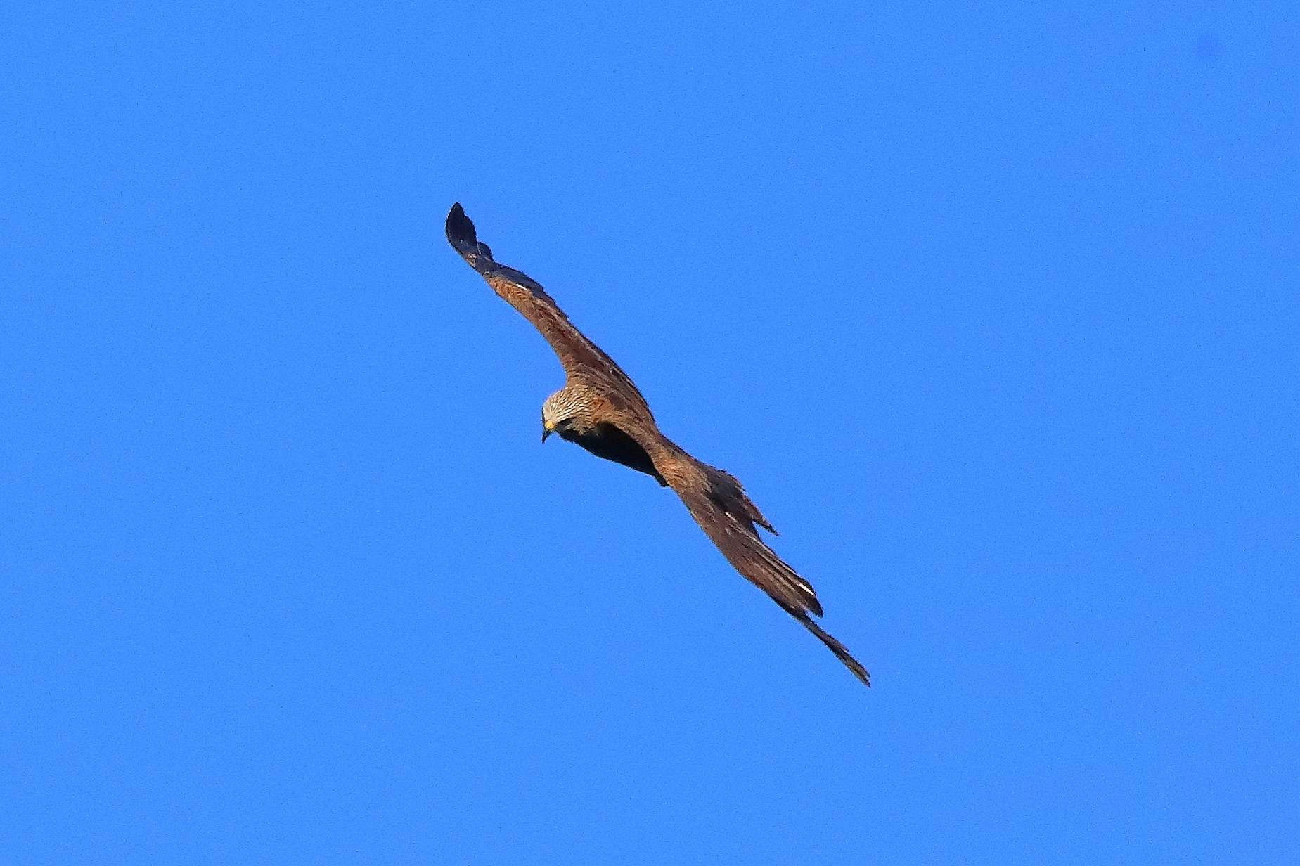 Nibbio bruno 02-08-2022