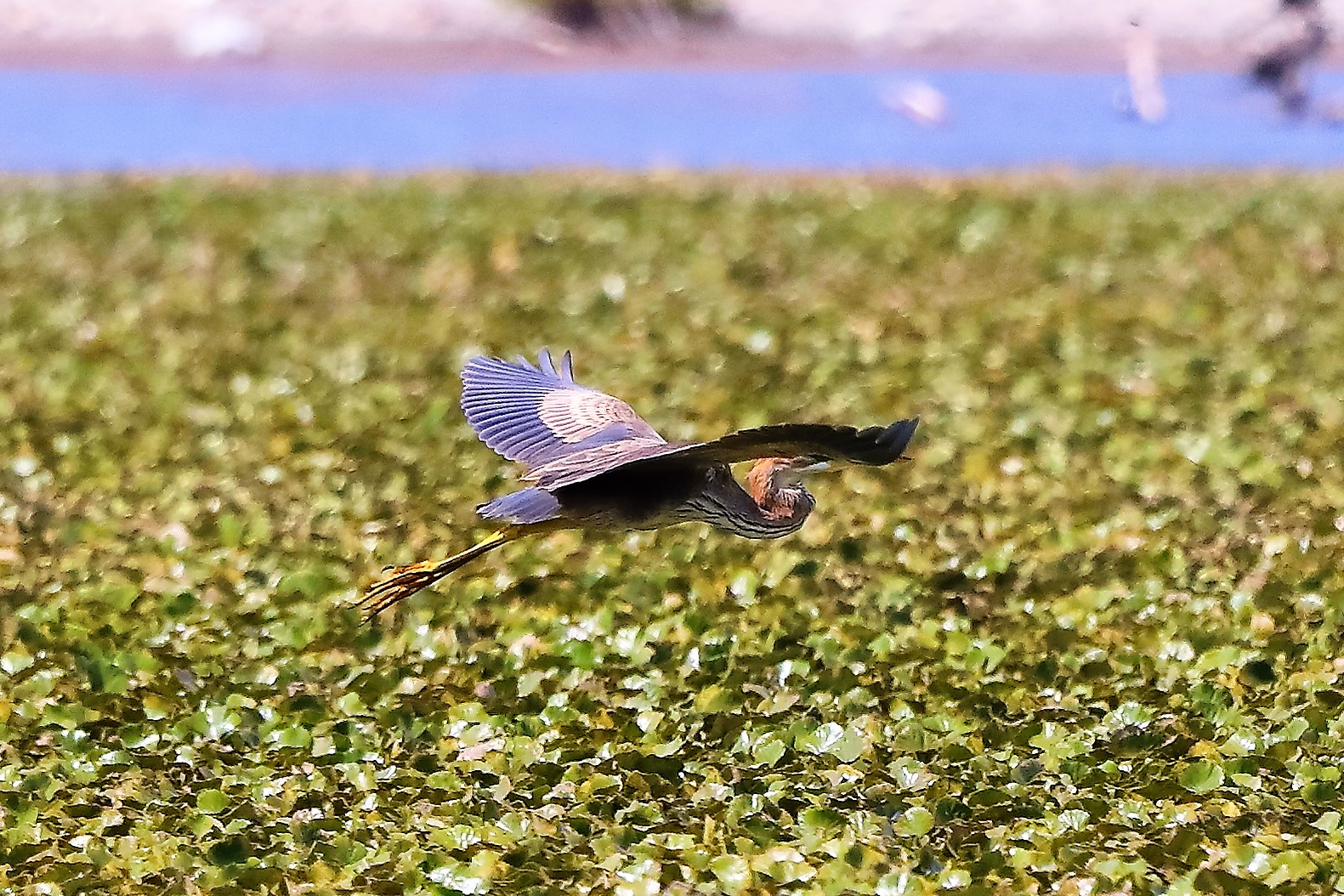 airone rosso 27-08-2022