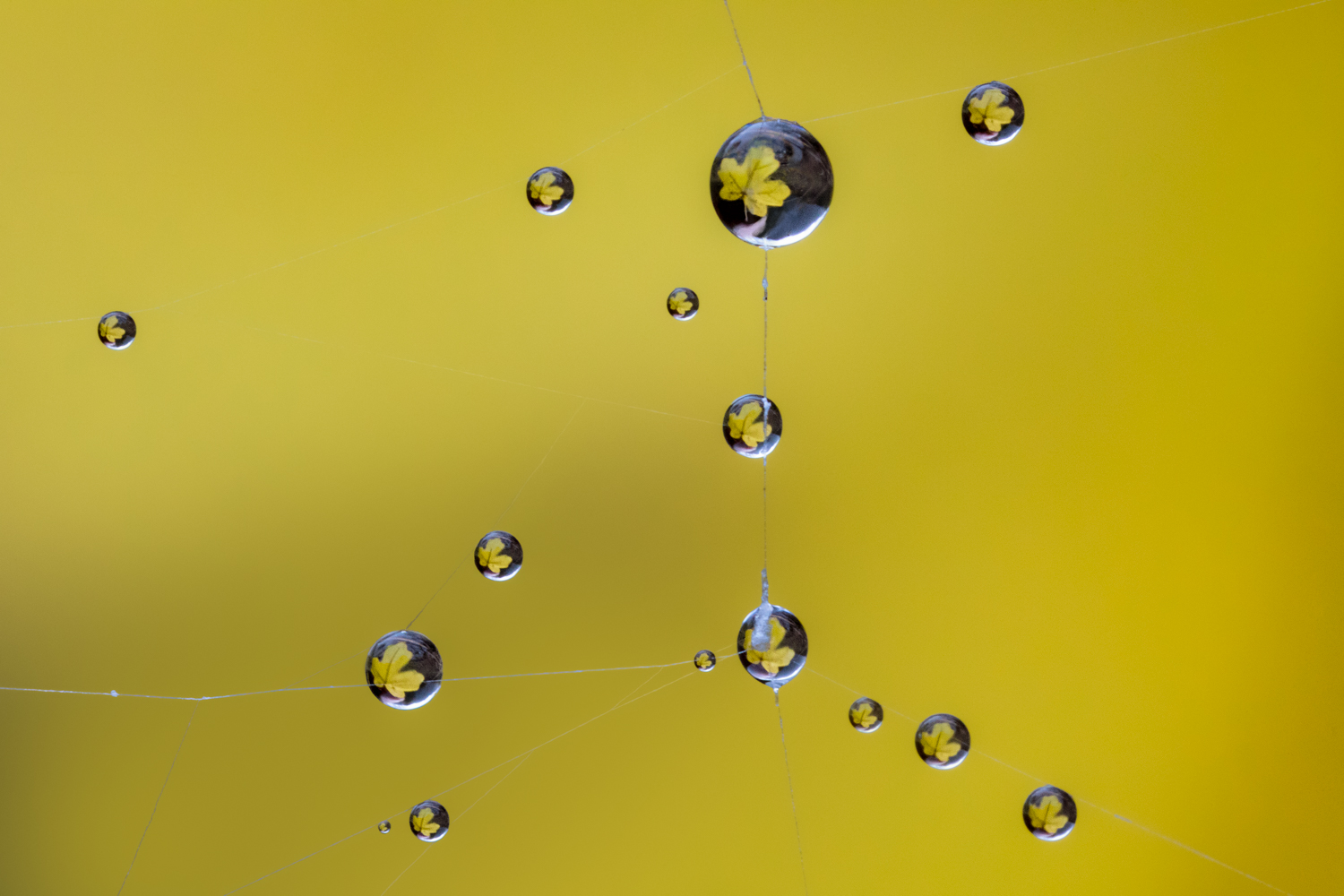 la foglia nelle gocce