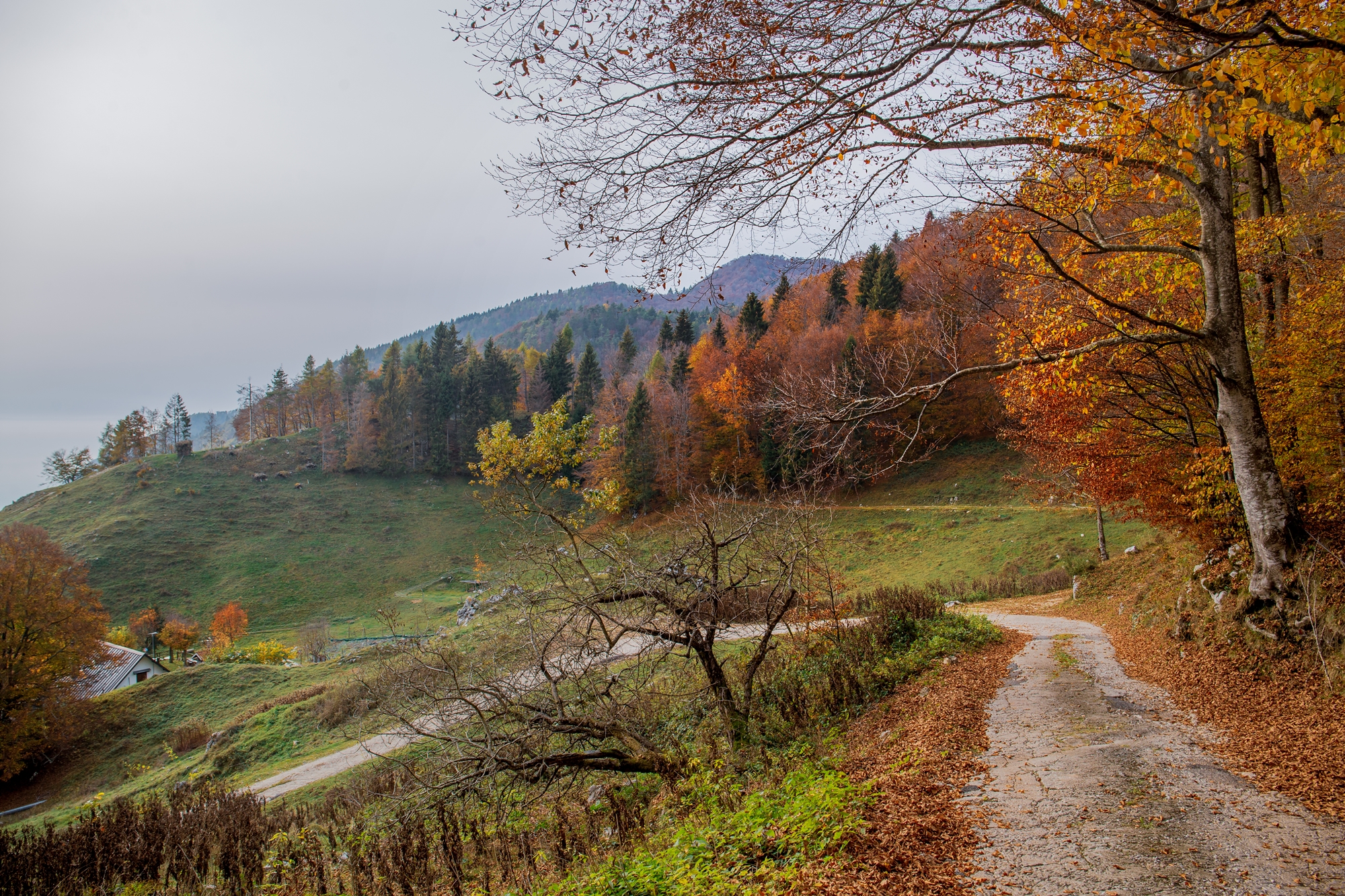 Autunno nel Cansiglio