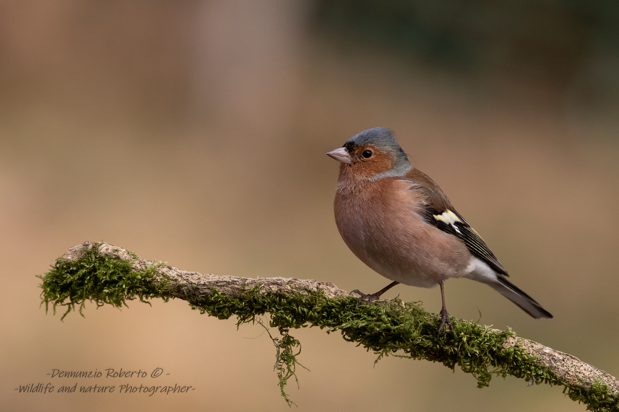 Chaffinch
