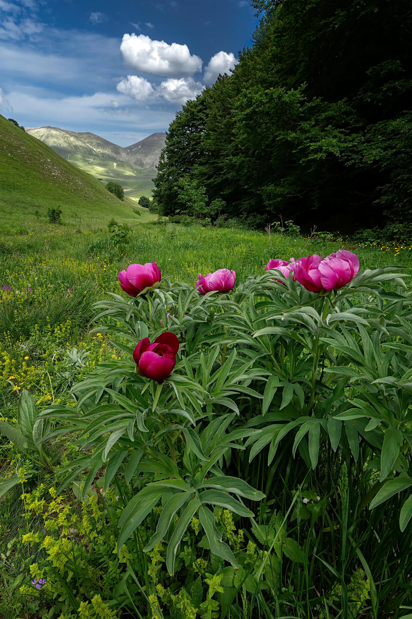 Wild peonies