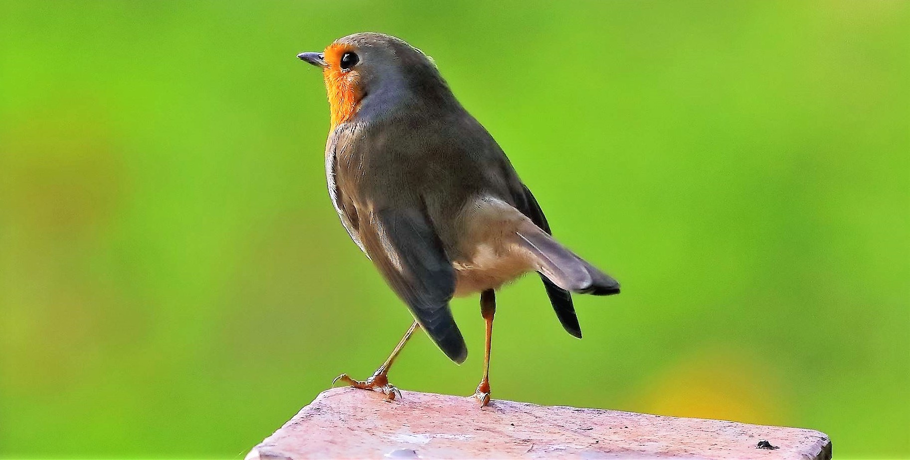 Pettirosso 11-11-2022