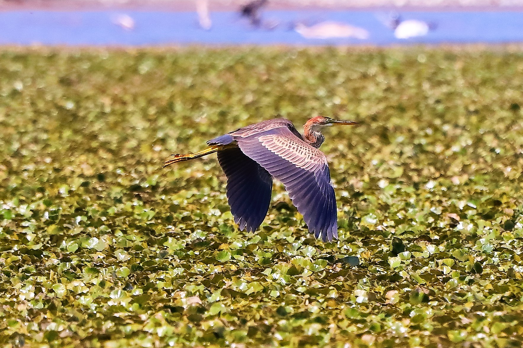 airone rosso 27-08-2022