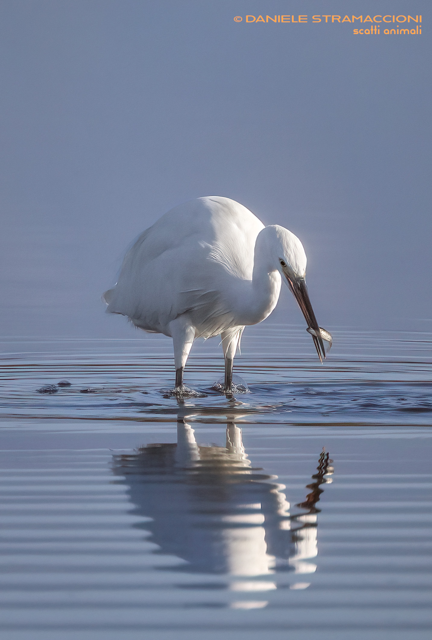 Egret
