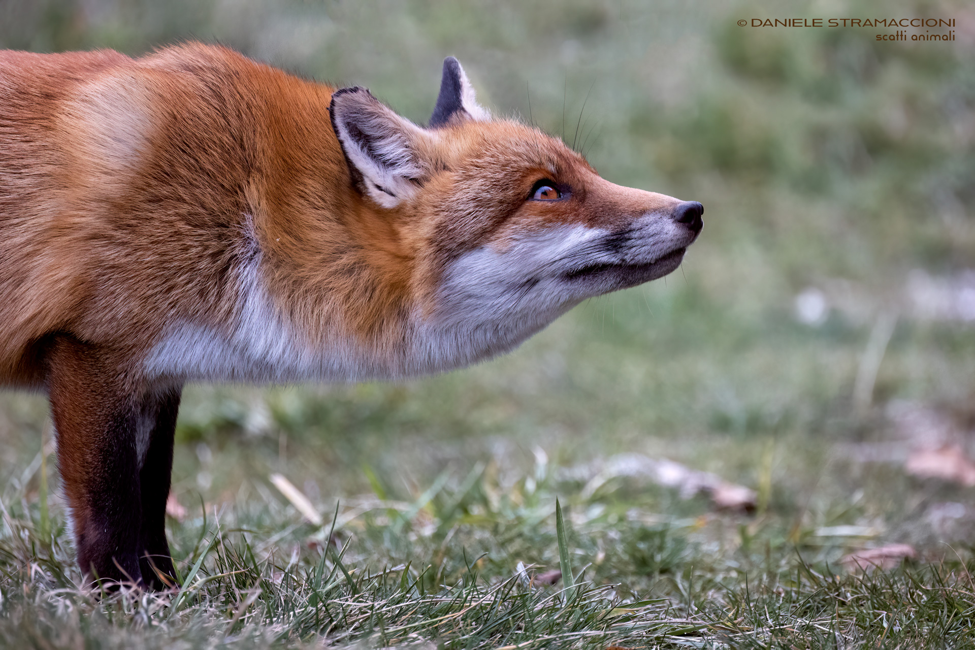 Fox