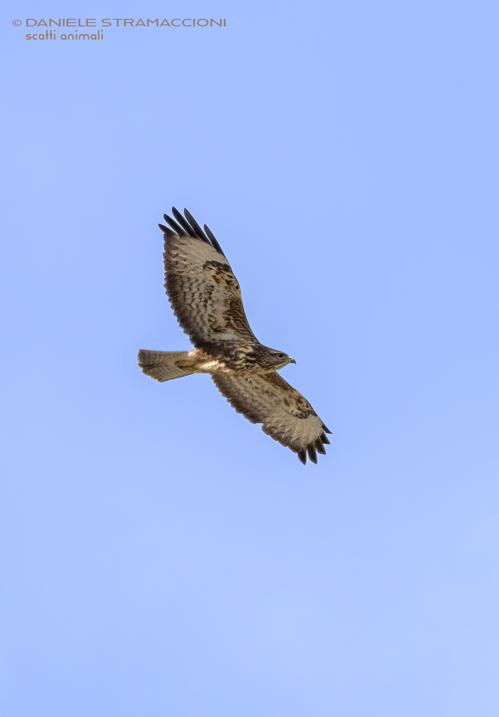 Buzzard