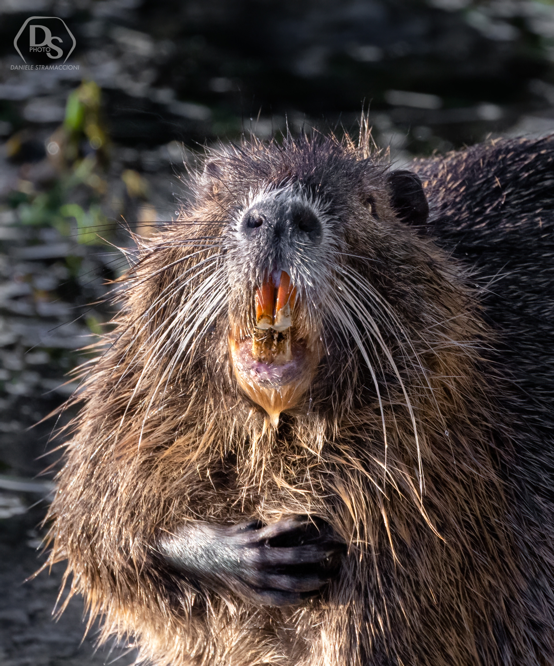 Nutria
