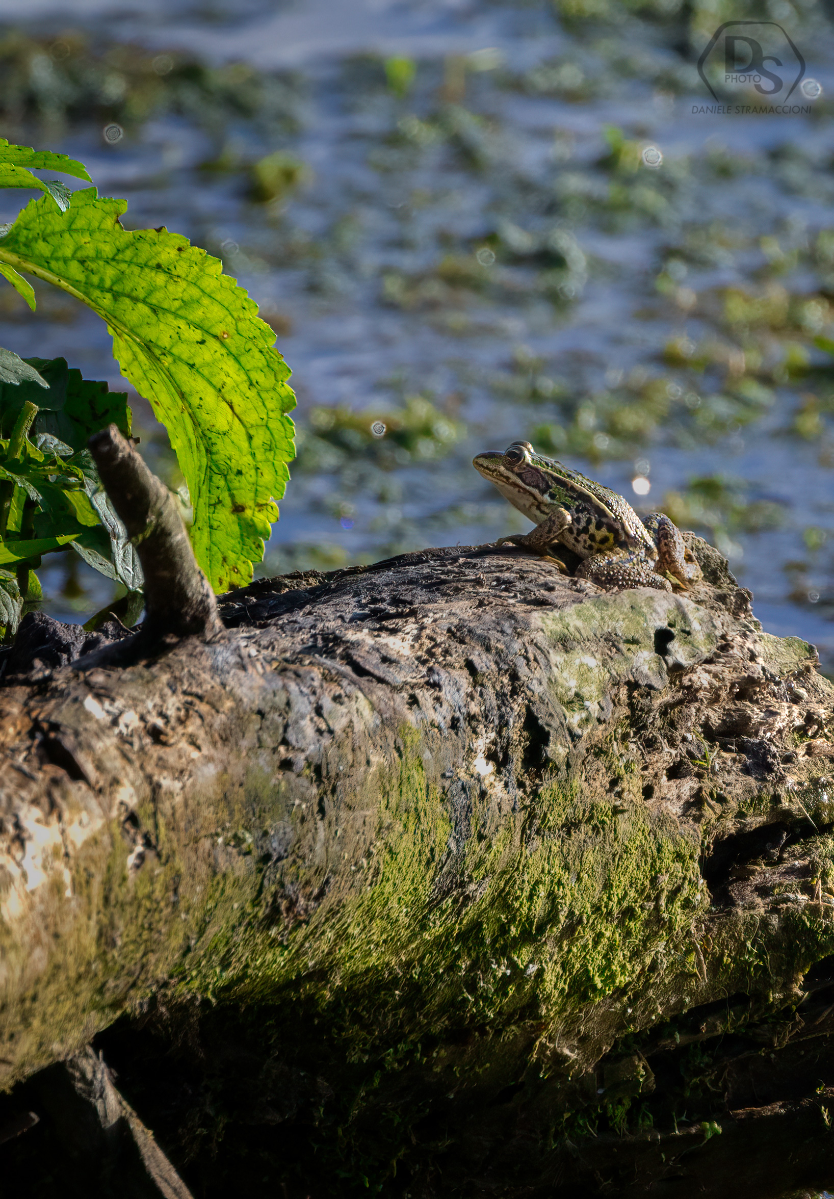 Frog