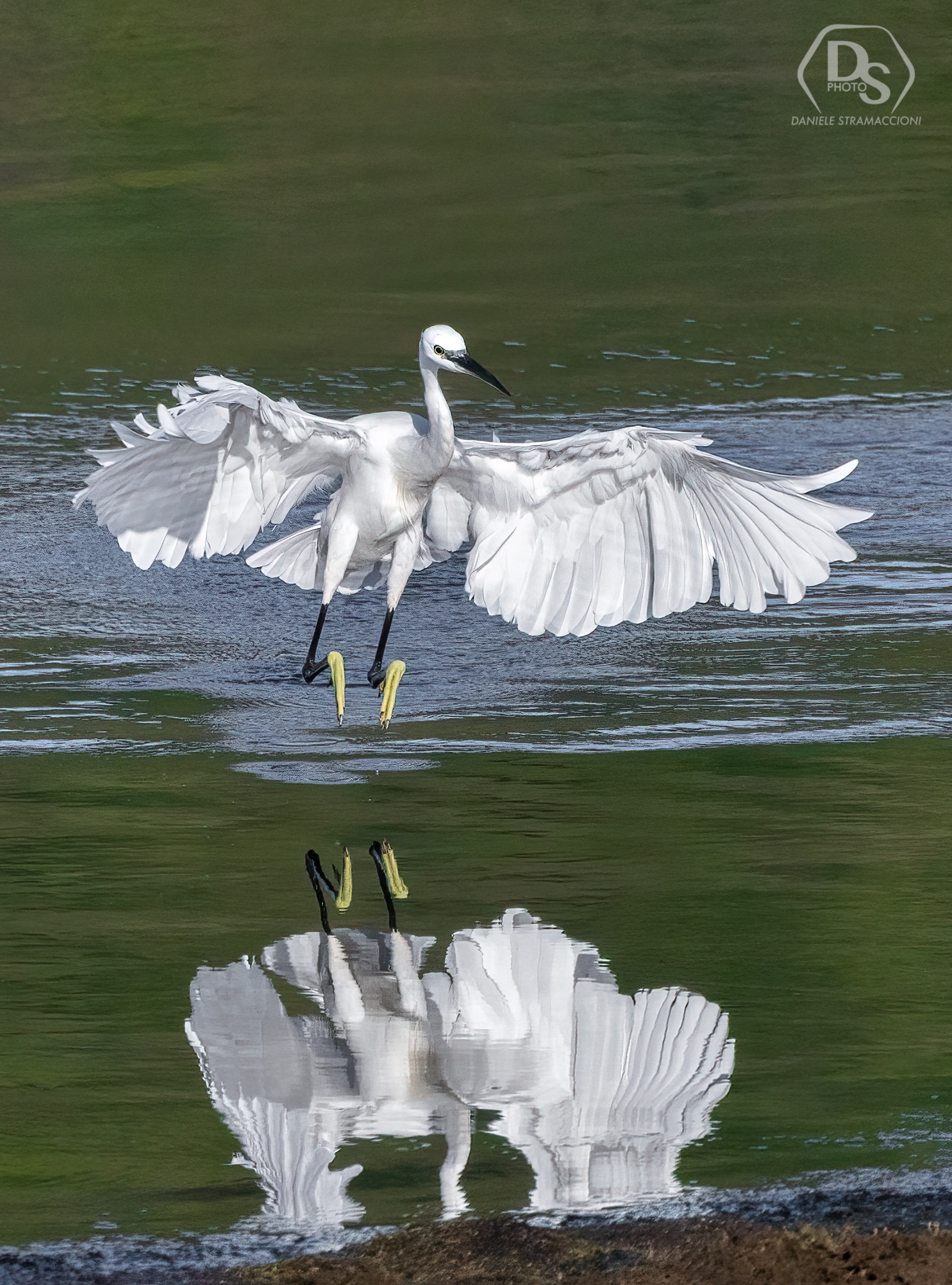 Egret