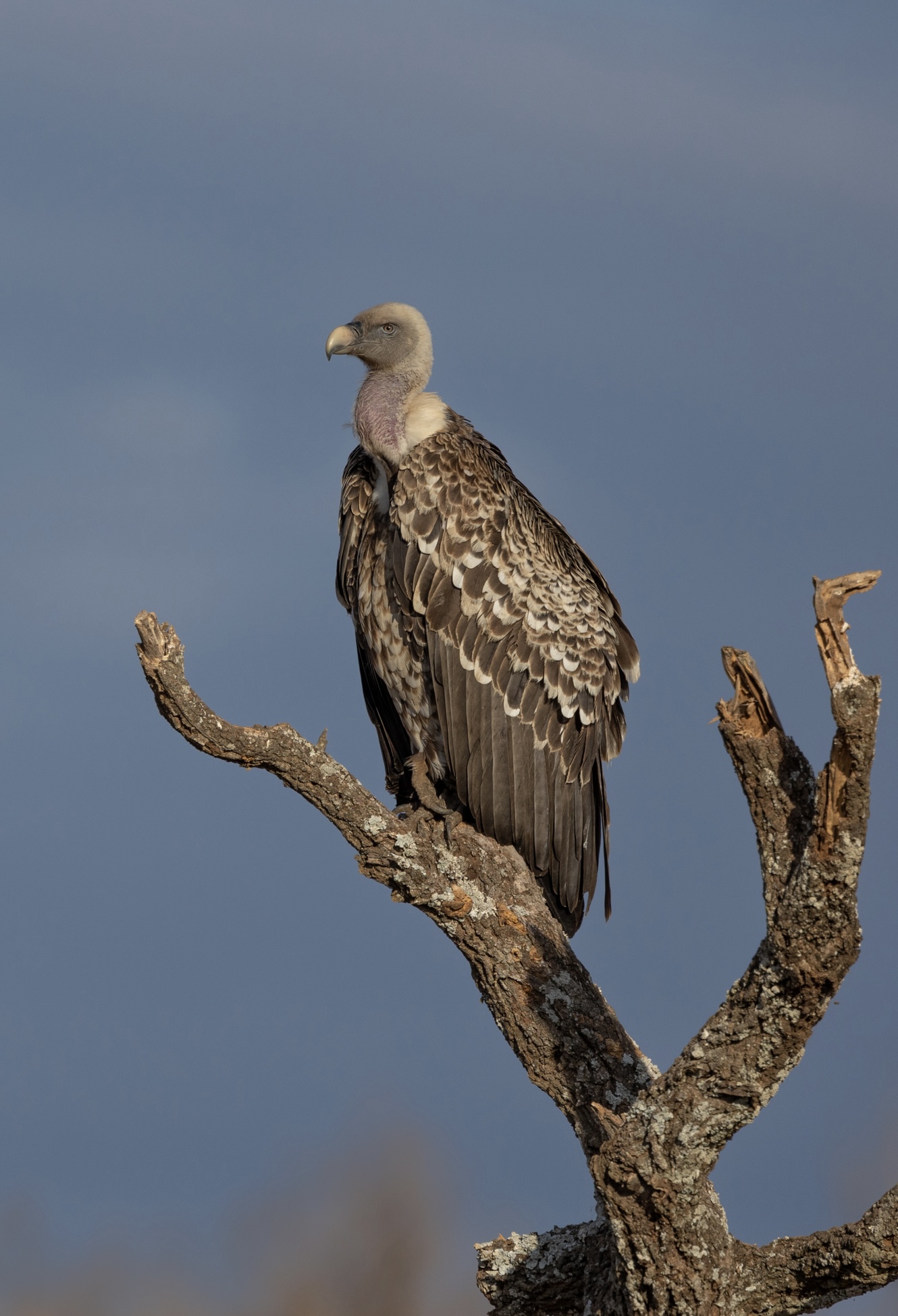 Avvoltoio di Ruppell