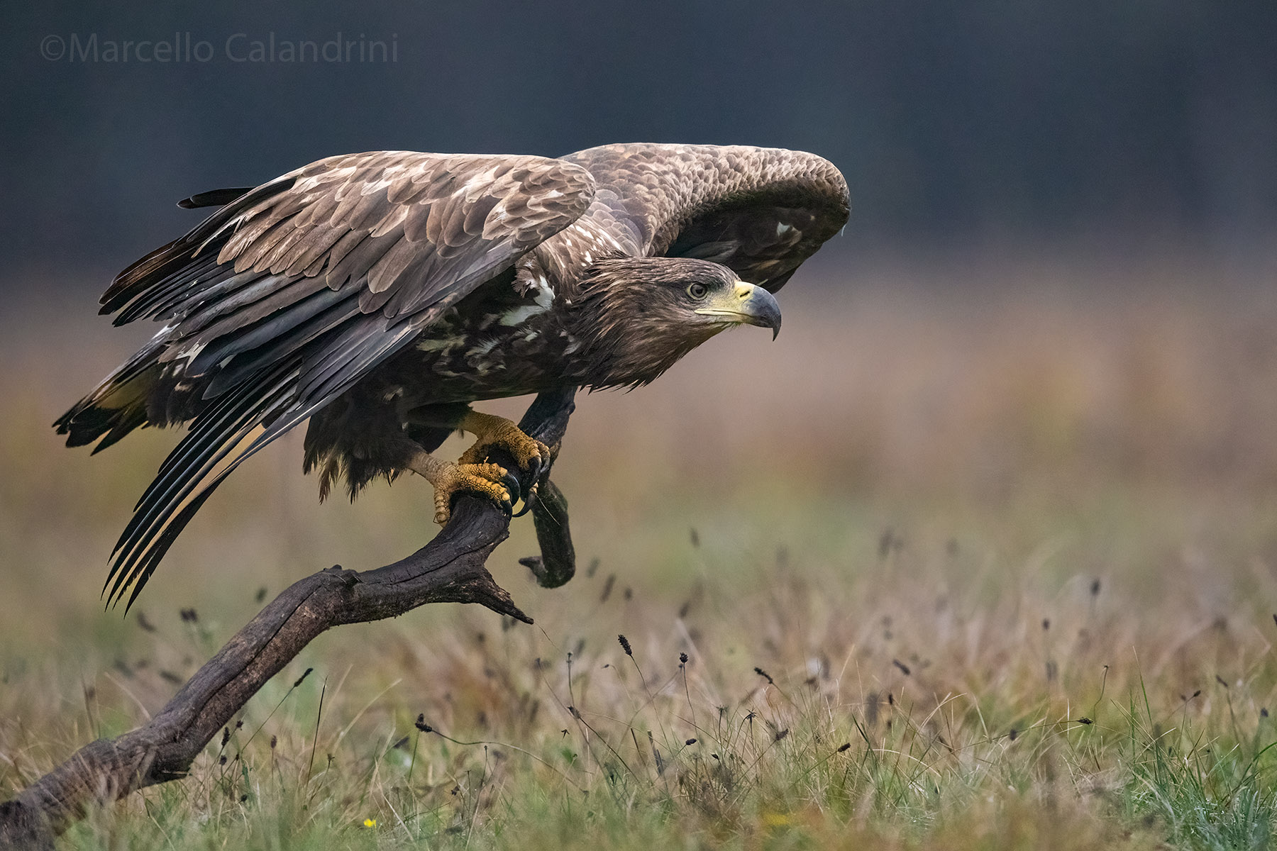 White-tailed sea eagle