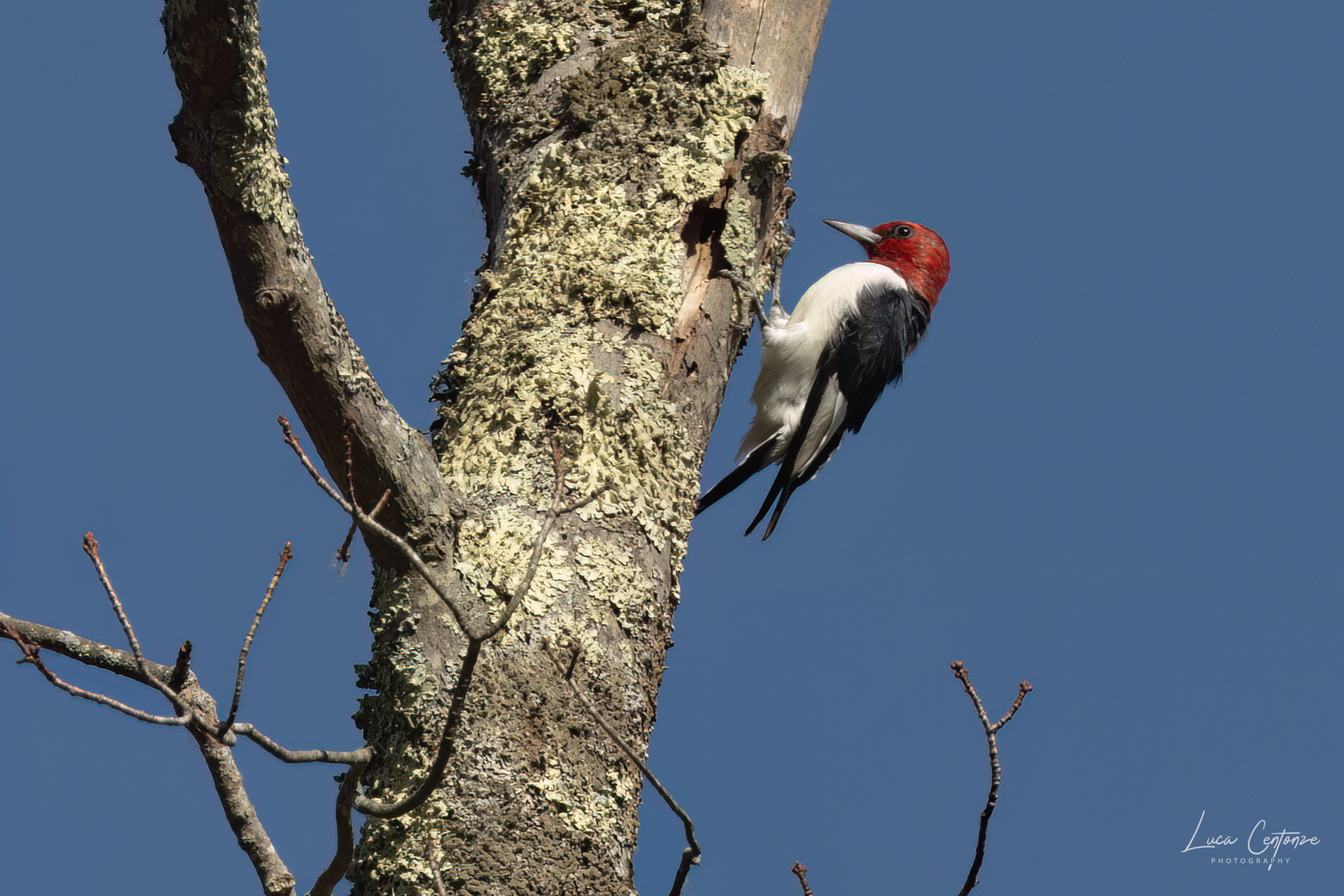 Red-headed Woodpecker (Melanerpes erythrocephalus)