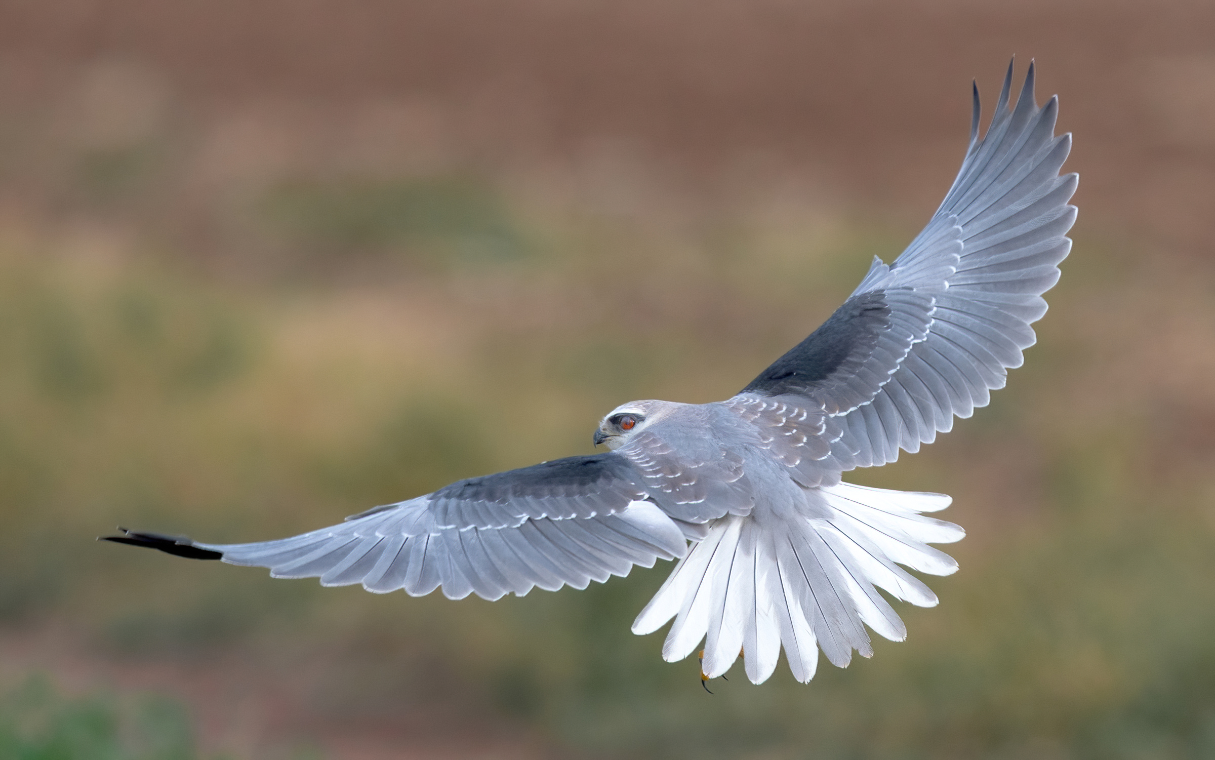 Aquilone dalle spalle nere