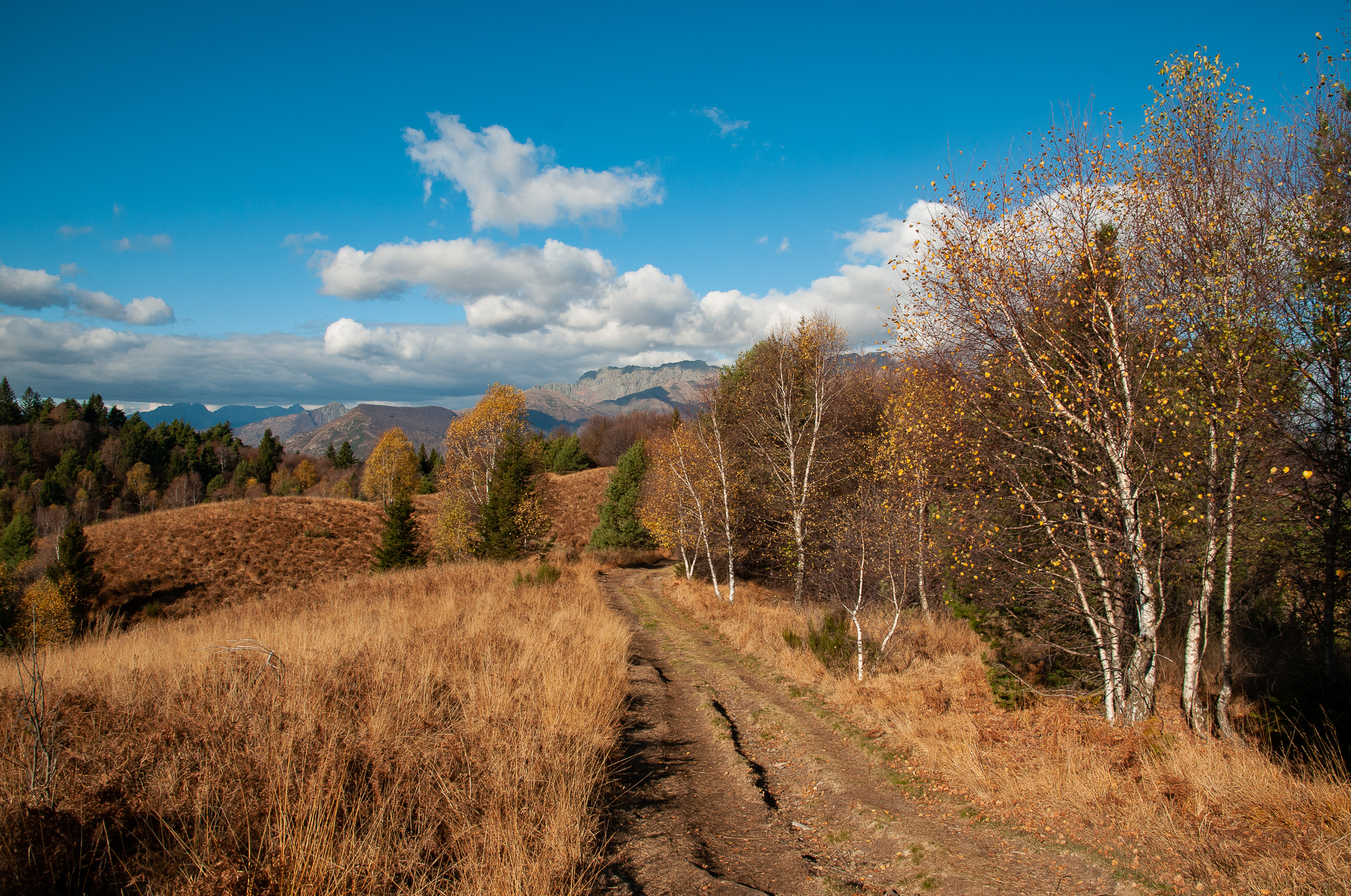 monte carza