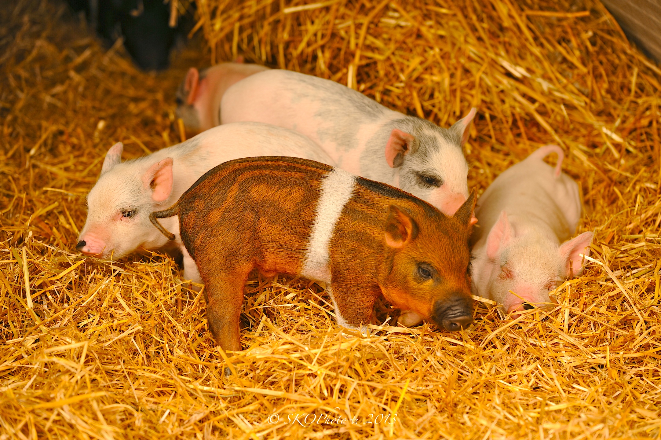 Piglets