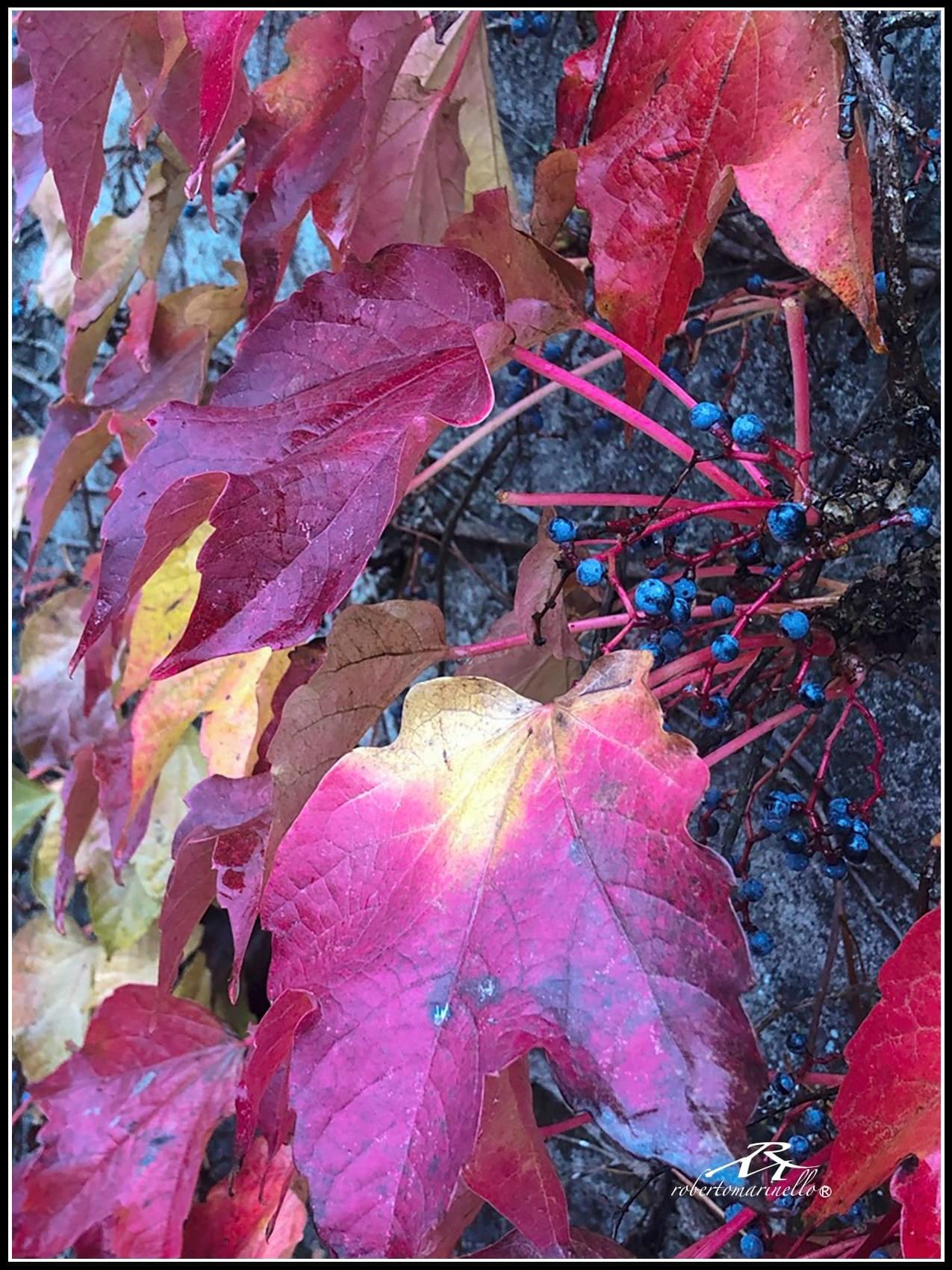 Autumn leaves in Colognola ai Colli - Verona -