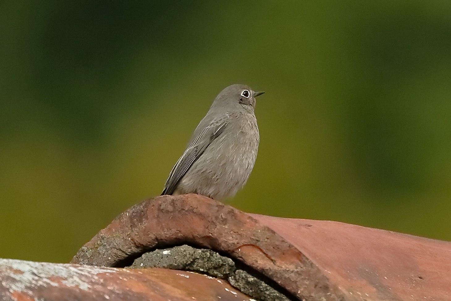 Codirosso 16 novembre 2022