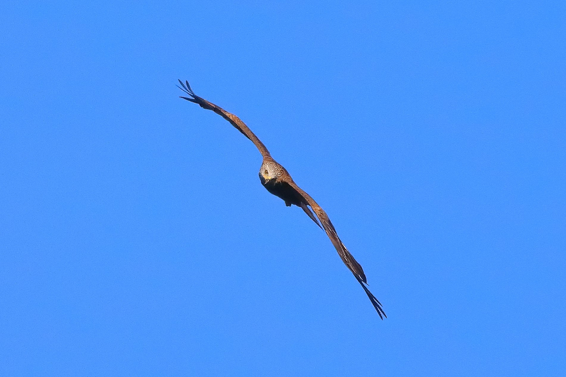 Nibbio bruno 02-08-2022