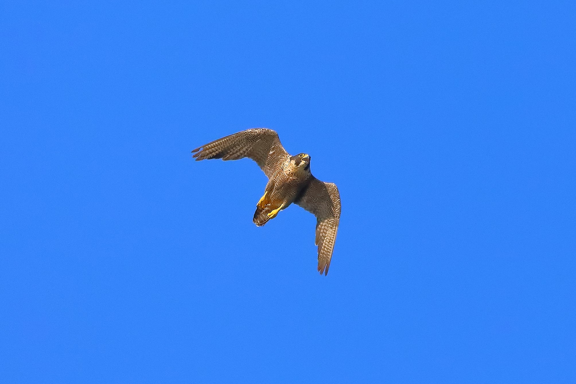 Falco pellegrino 02-08-2022