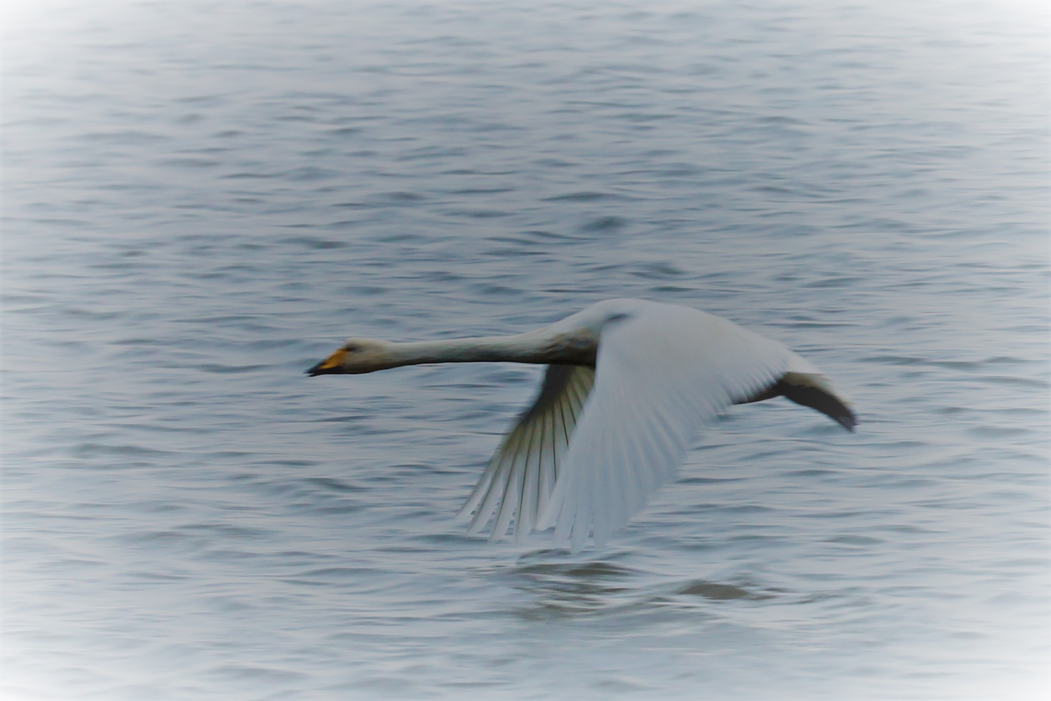 In volo