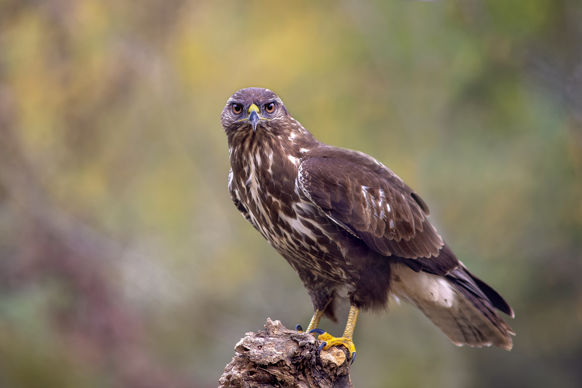 Buzzard