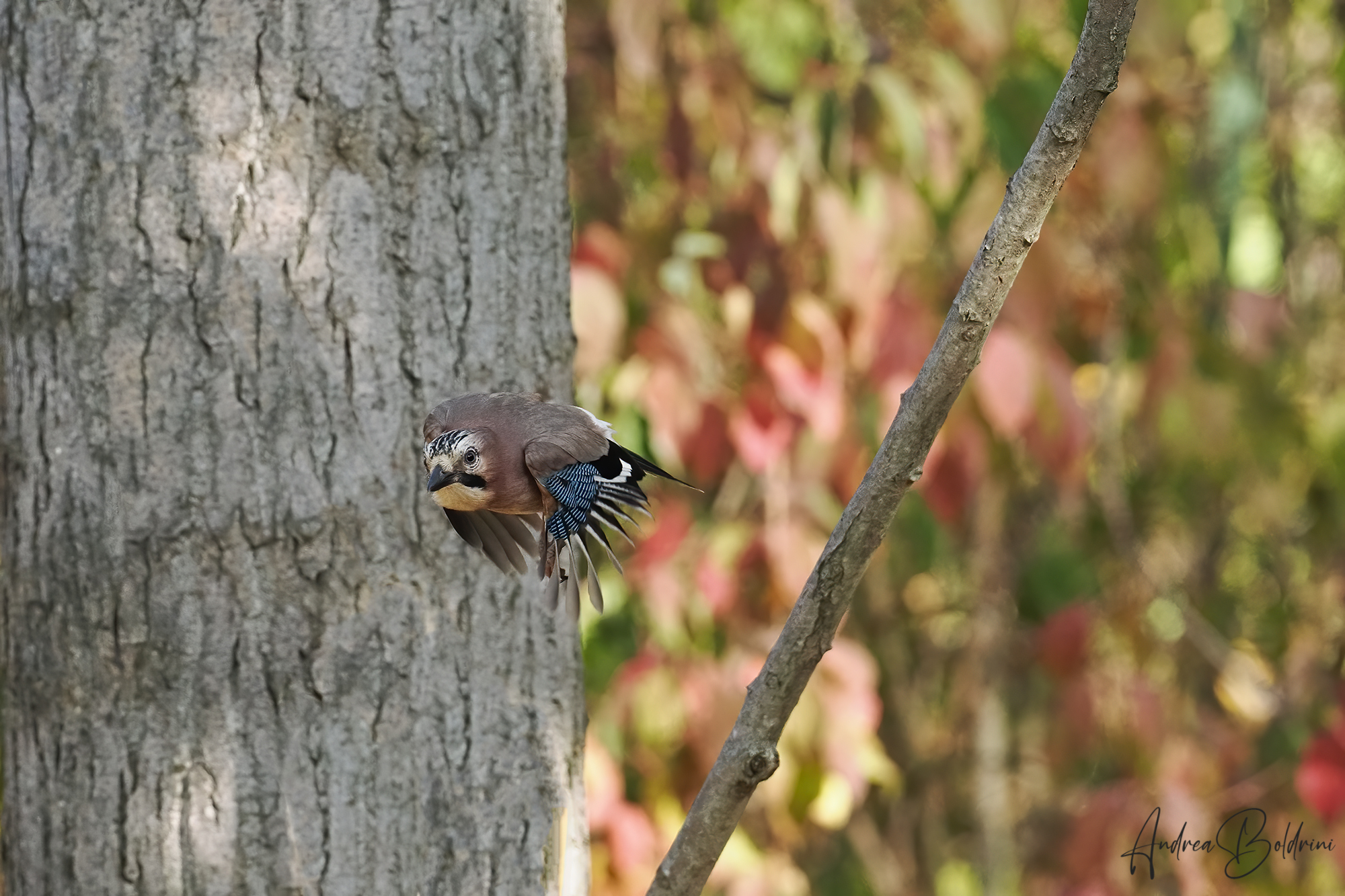 Ghiandaia..di fretta
