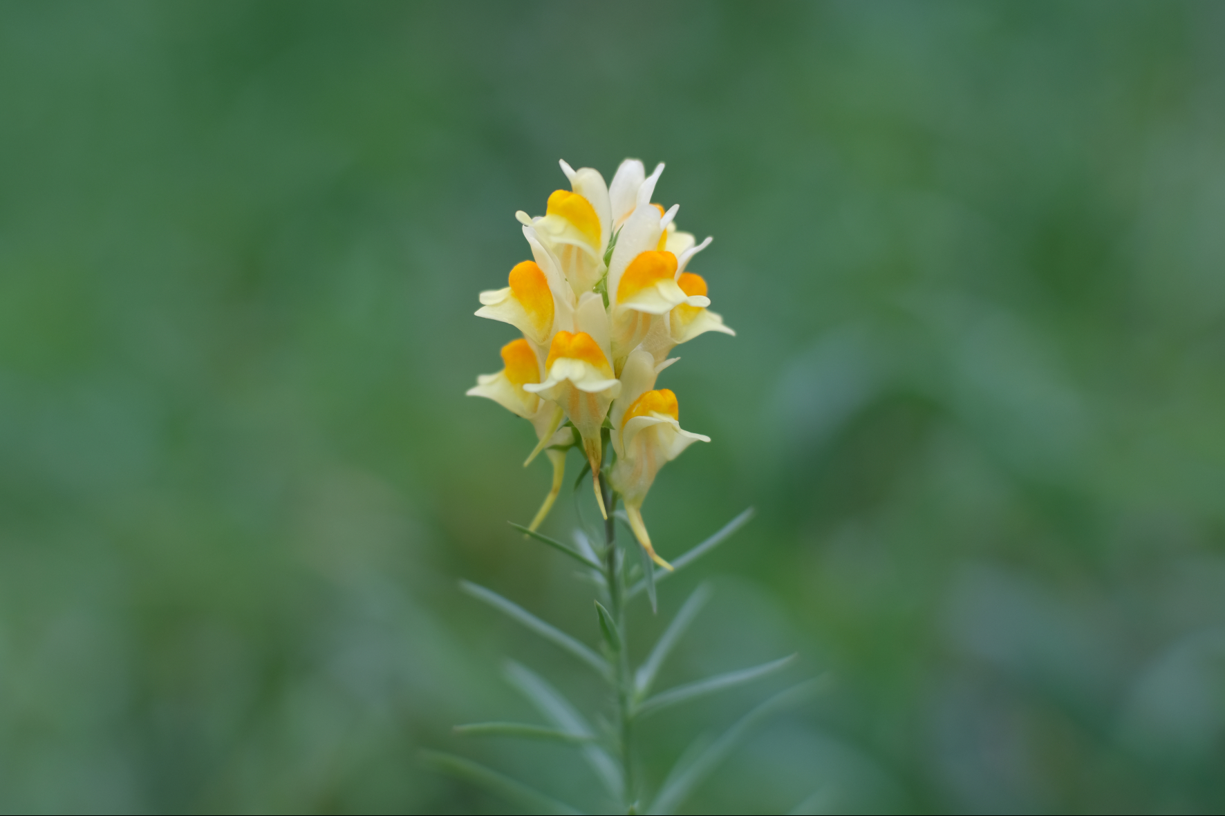 Linaria vulgaris