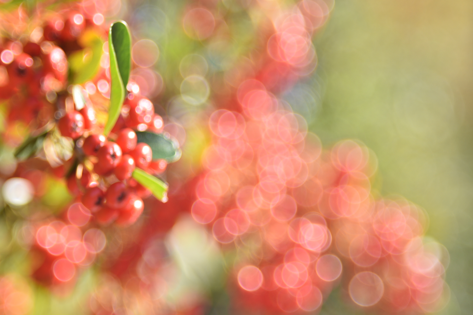 Bokeh of berries
