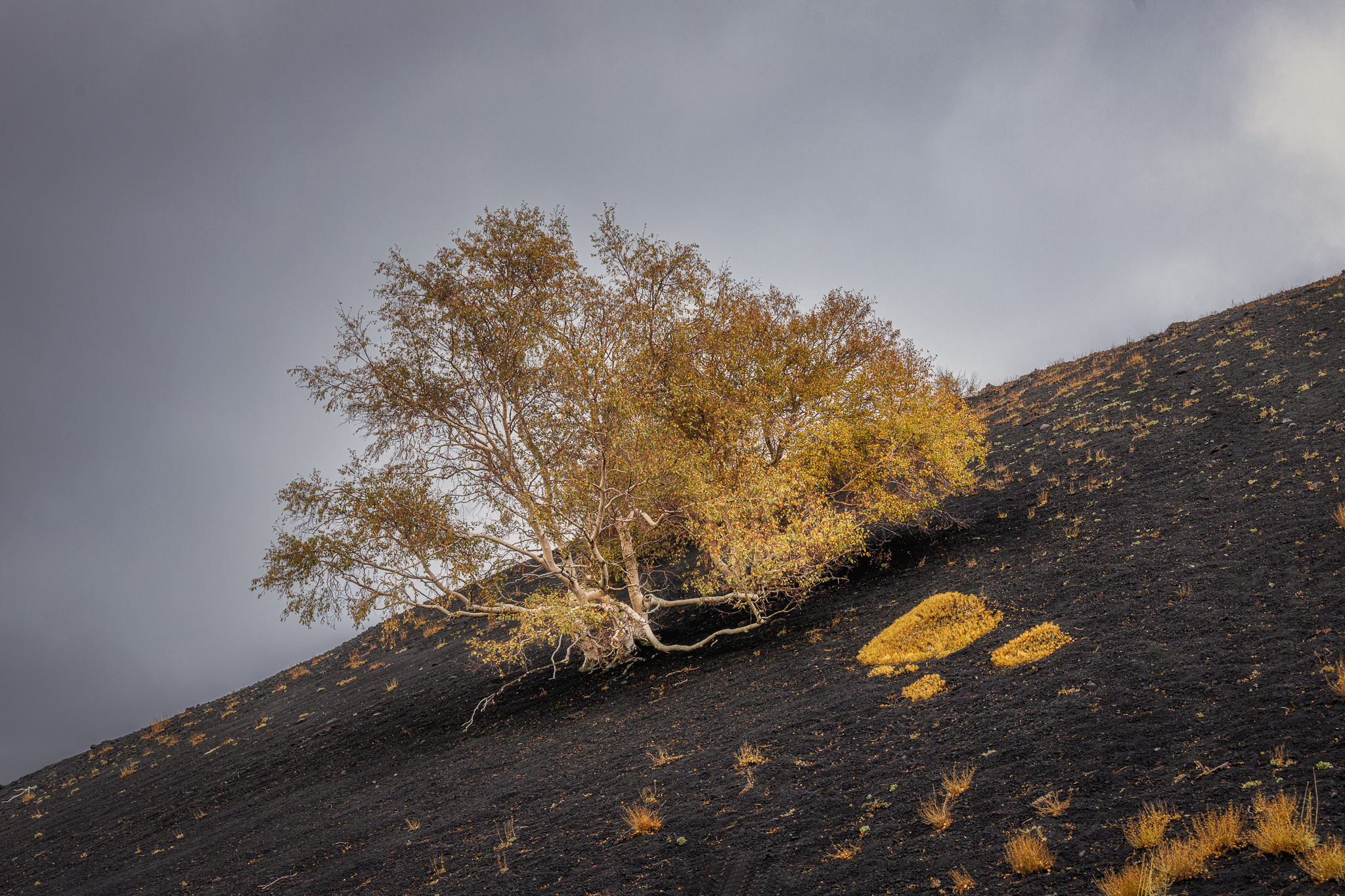 La betulla sul monte Sartorius (Etna)