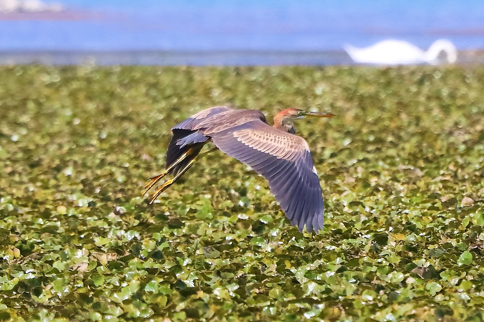 Airone rosso 27-08-2022