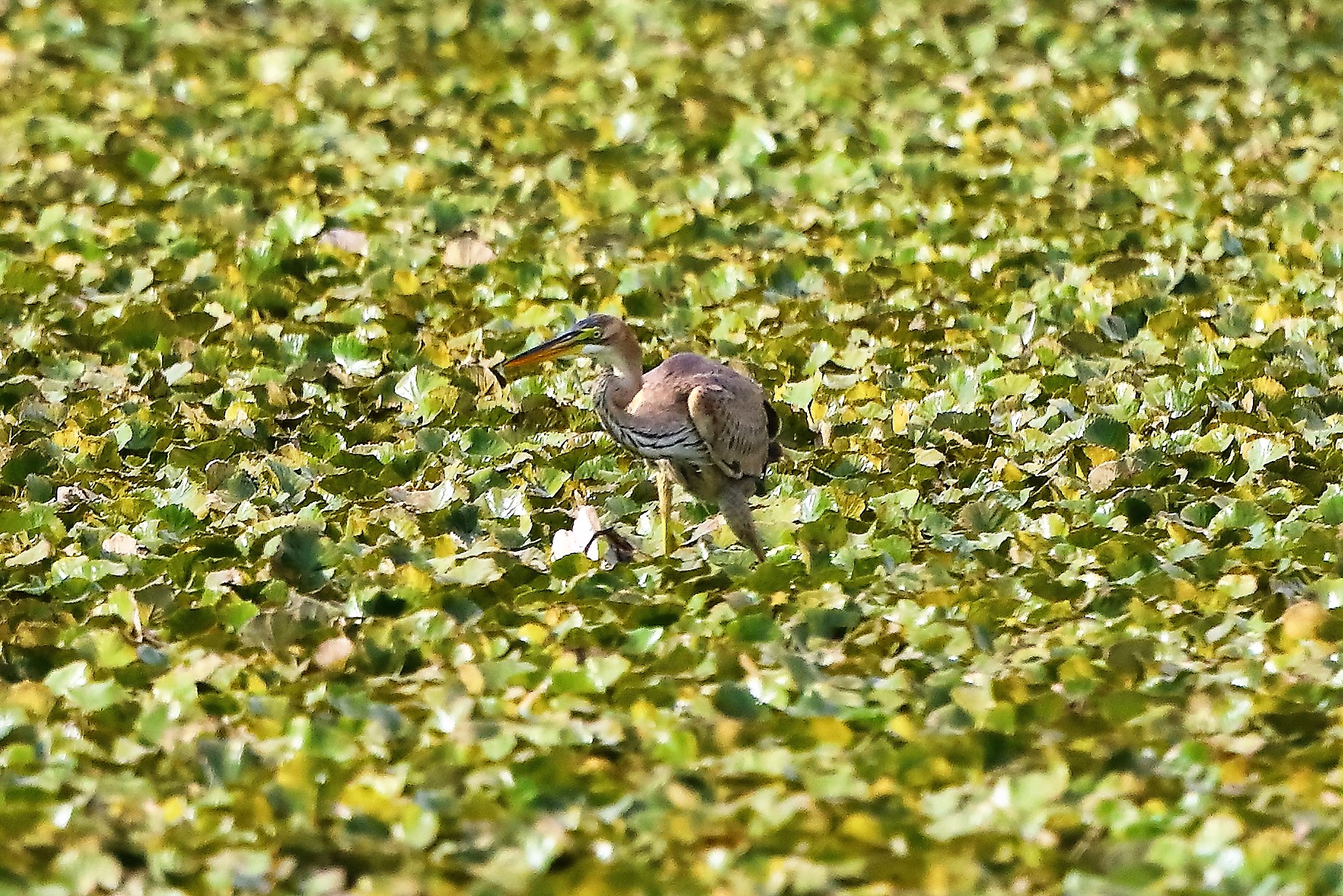 Airone rosso 27-08-202