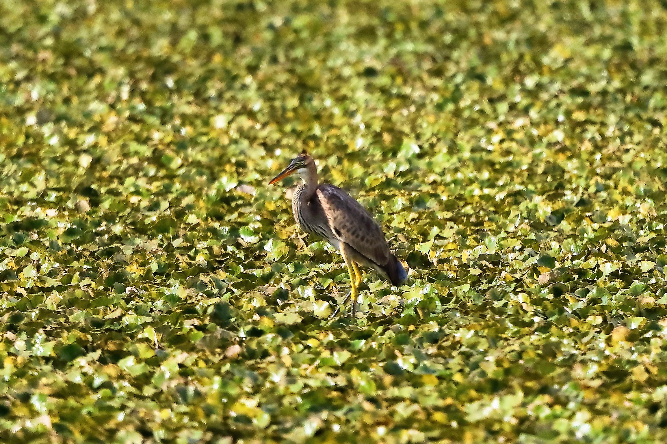 Airone rosso 27-08-202