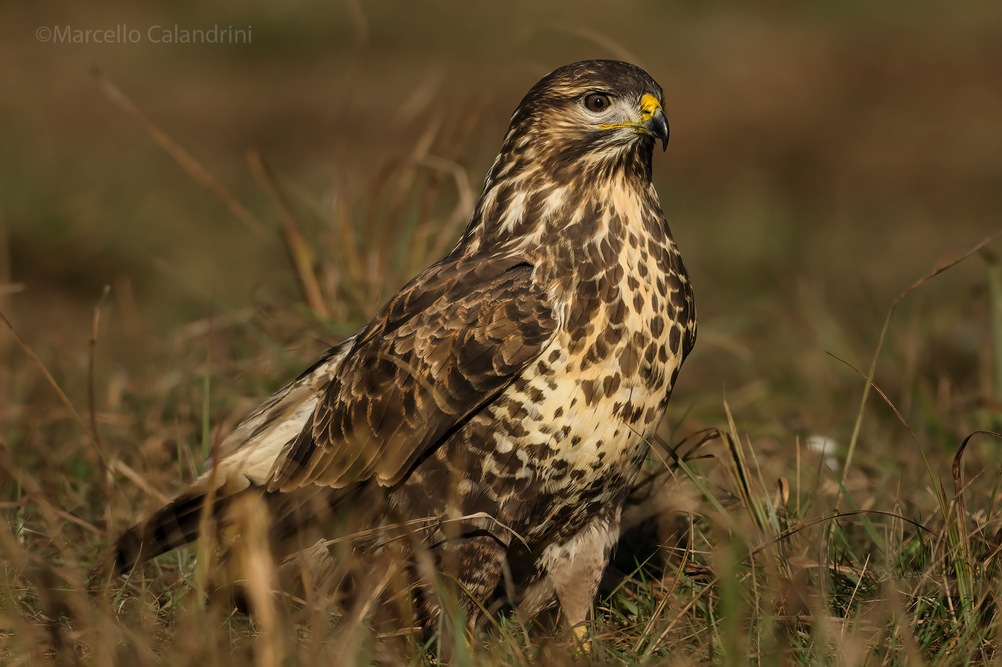 Buzzard
