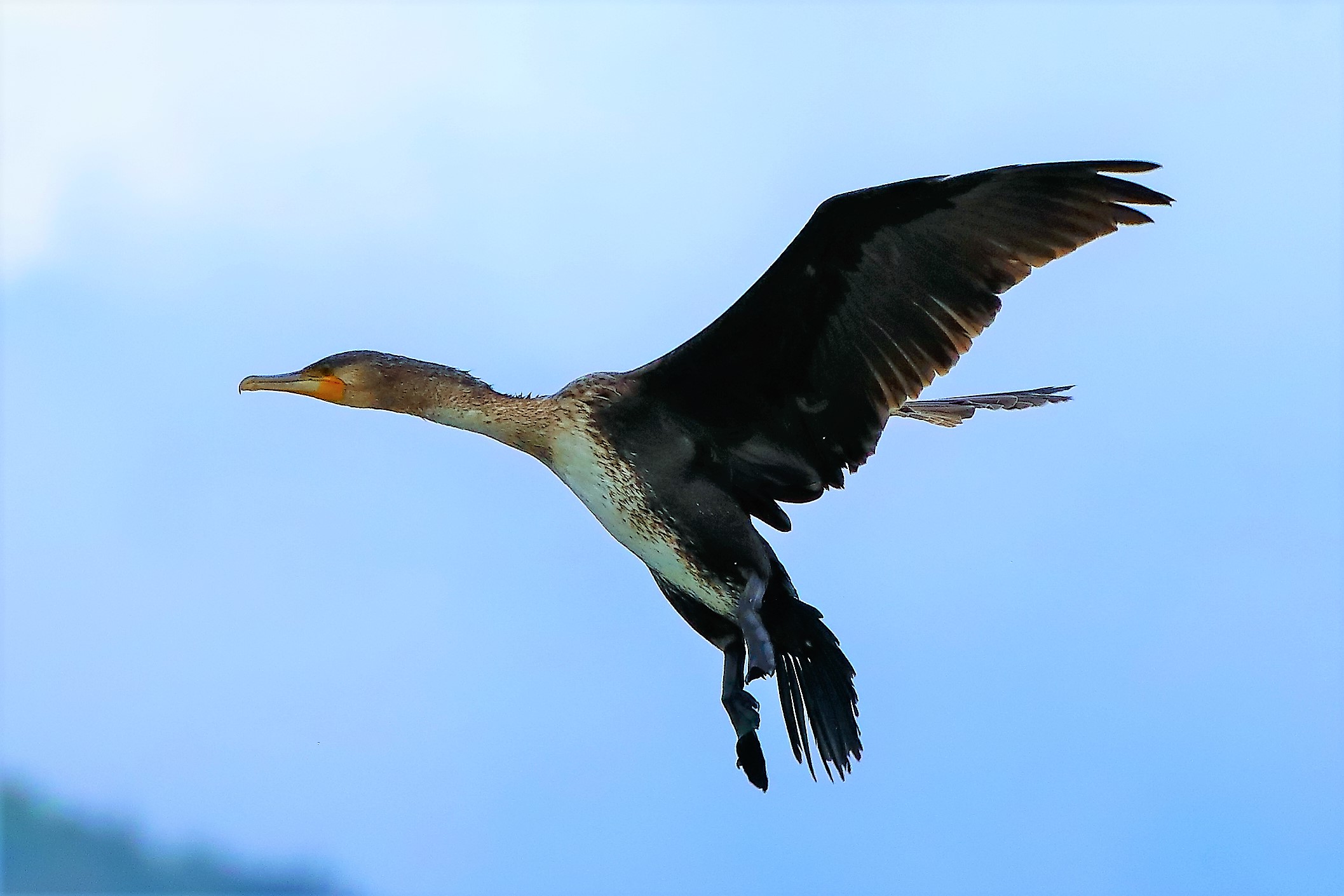 cormorano 30-08-2022