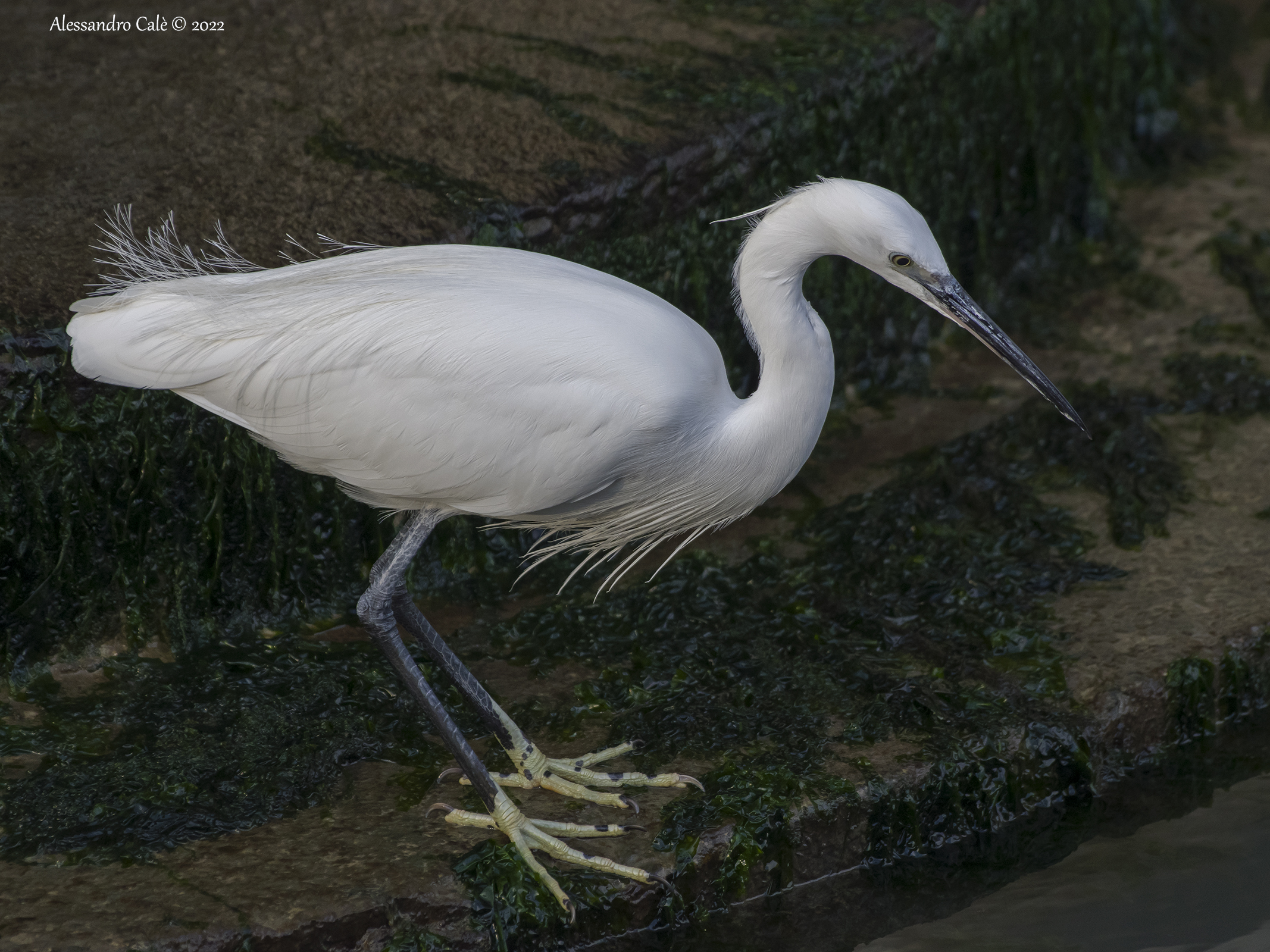 Egretta garzetta (Garzetta) 8832