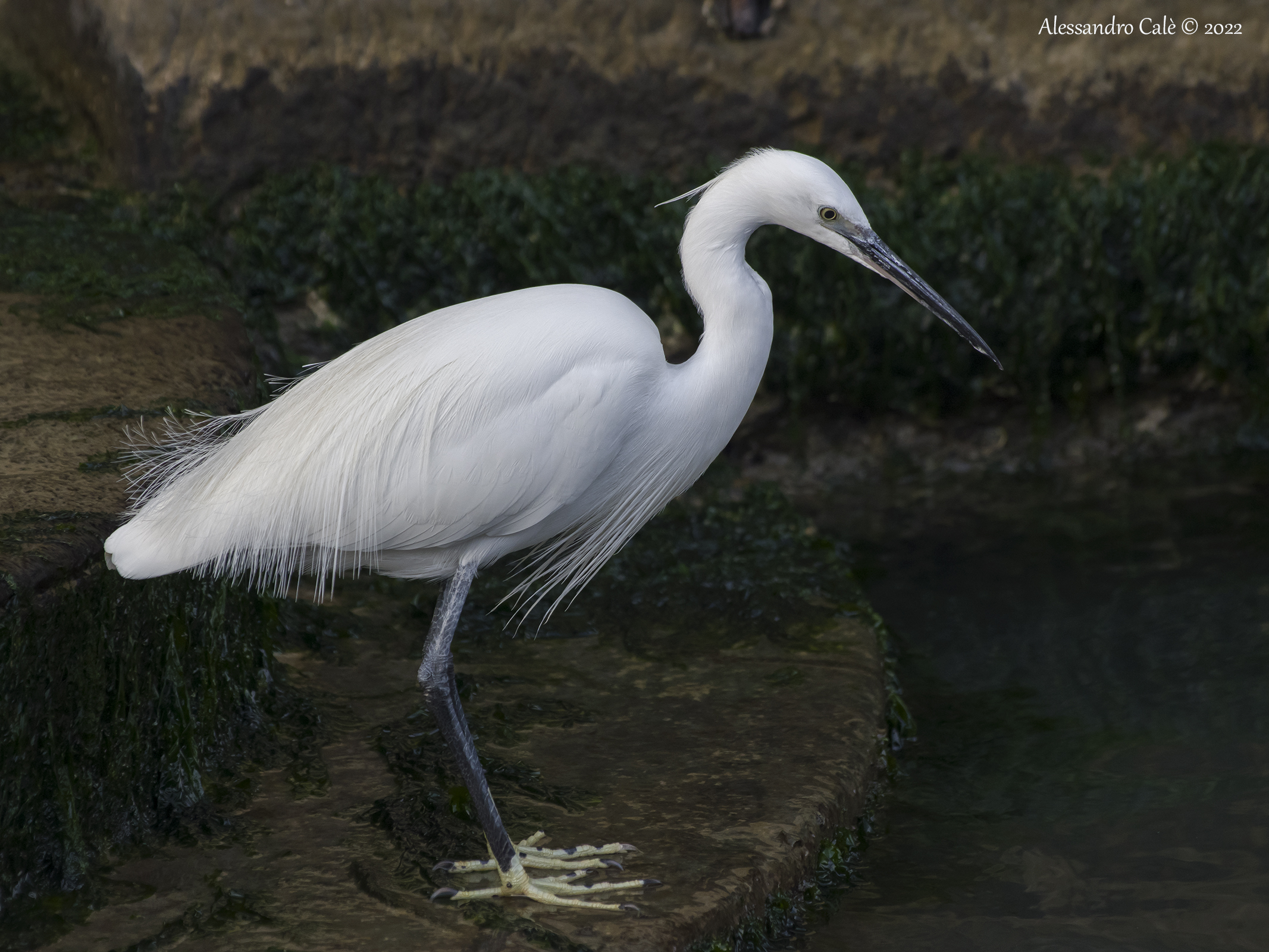 Egretta garzetta (Garzetta) 8798
