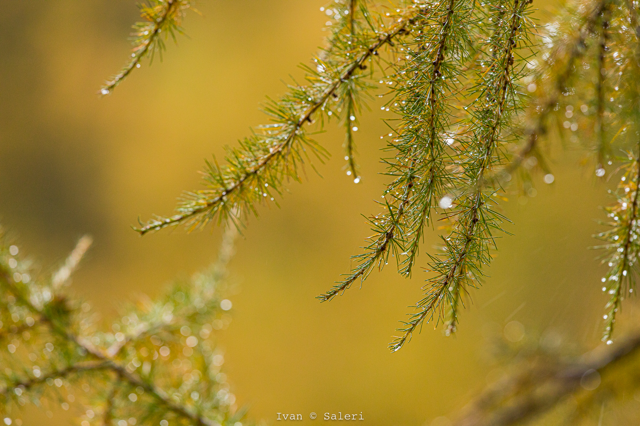 Autunno fra il larici