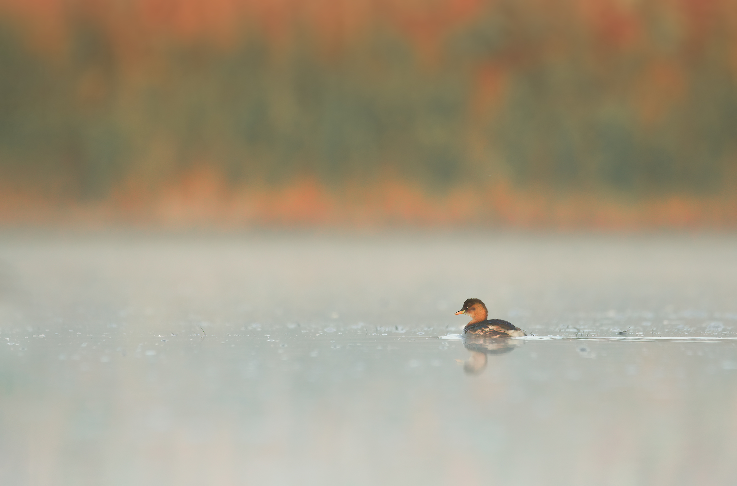 Dabchick
