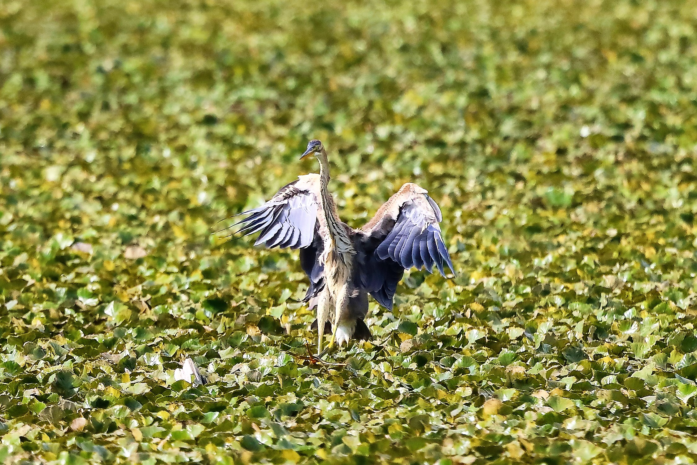 Airone rosso 27-08-2022