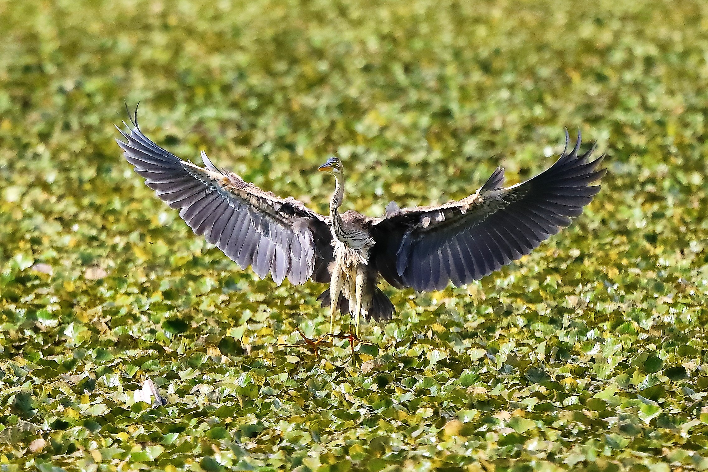 Airone rosso 27-08-2022