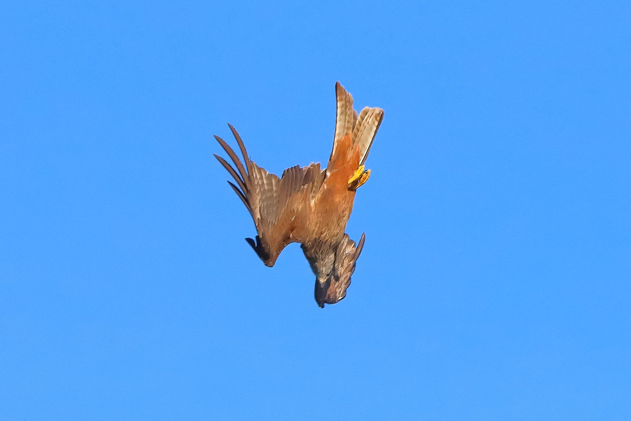 Nibbio bruno 02-08-2022