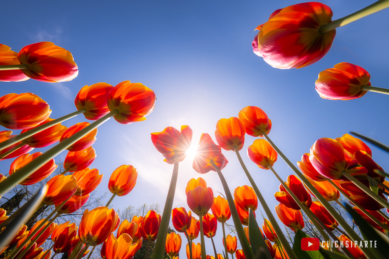 Tulips