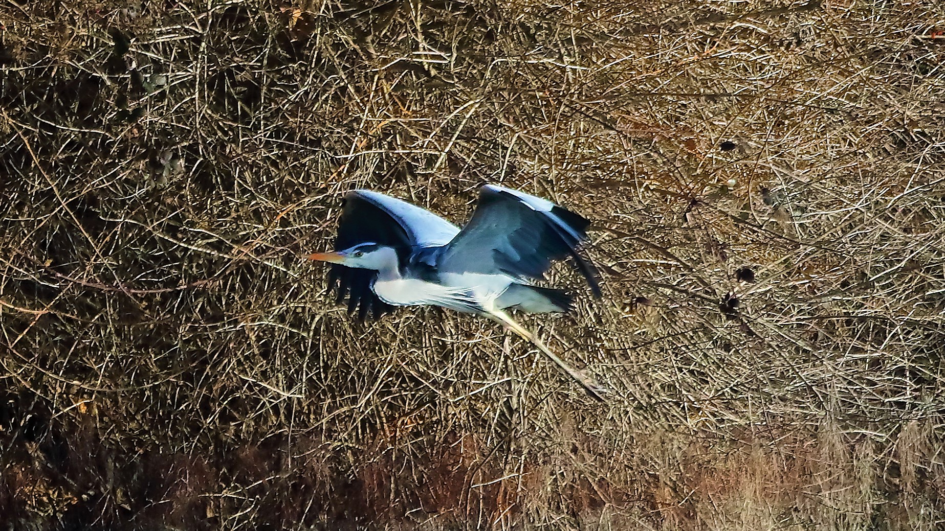 Airone C 31 gen 2022 --277--