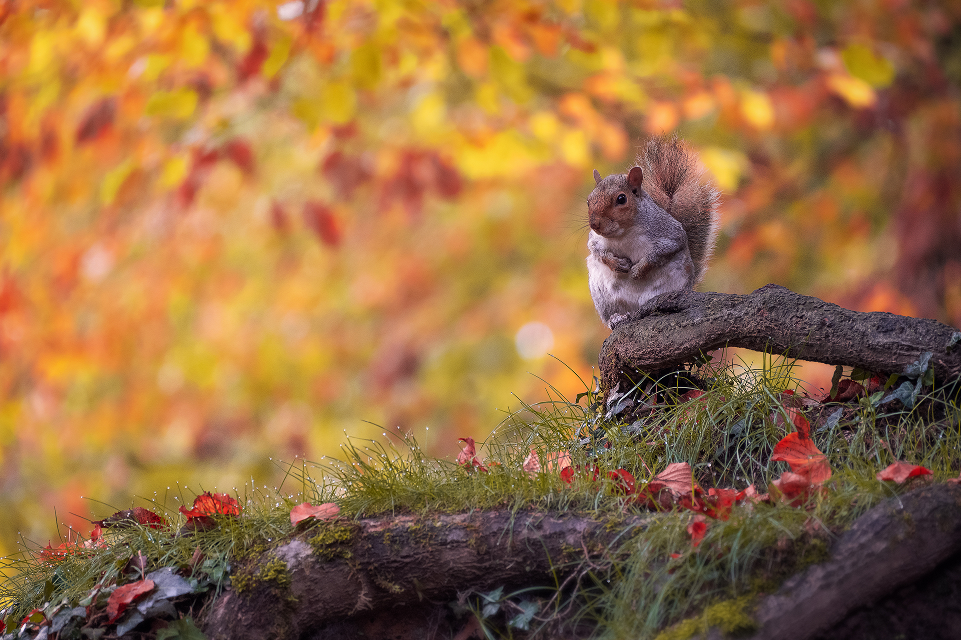 Sitting squirrel