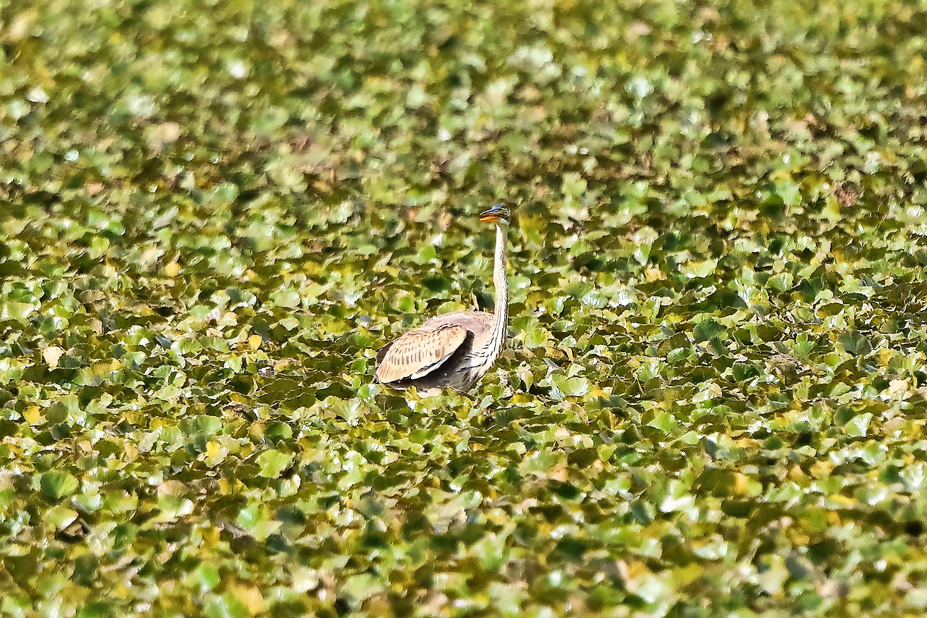 Airone rosso 30-08-2022