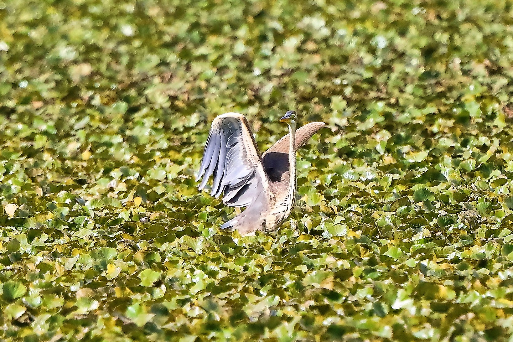 Airone rosso 30-08-2022