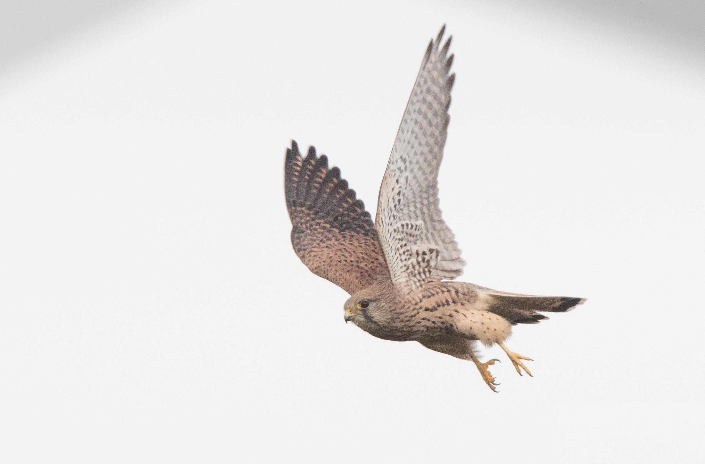 kestrel